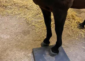 Arbeit mit dem Balance-Pad