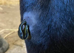 Blutegel am Fesselgelenk