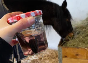 Blutegel nach der Arbeit