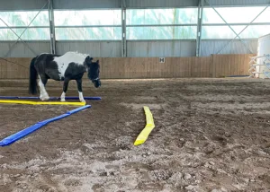 Equikinetic - Shetty Training