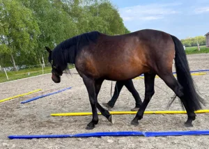 Equikinetic mit Malayo