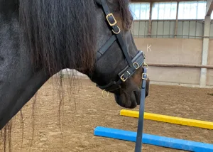 Gesunderhaltendes Training mit Malayo