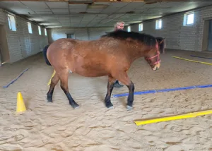 Gjafar in der Equikinetic