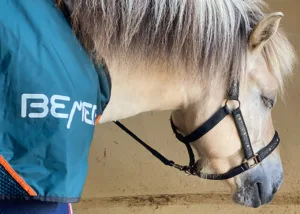 Havanero beim Bemern