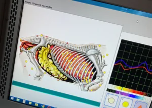 Körperorgane von rechts - Metavital