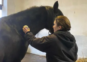 Malayo - Massage mit dem HorseRelaxe