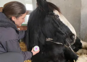 Massage mit dem HorseRelaxe