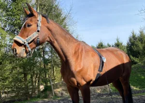 Metavital-Scan in der Sonne