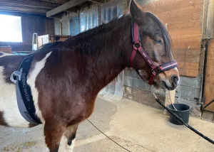 Schlafendes Pony beim Scan