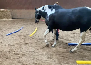 Sienna in der Equikinetic