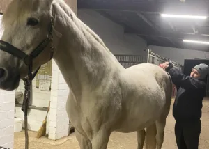 Solitario bei der Rainsdrop Massage