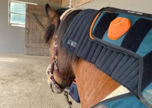 Unterstützung der Halsmuskulatur nach dem Training bei Gjafar