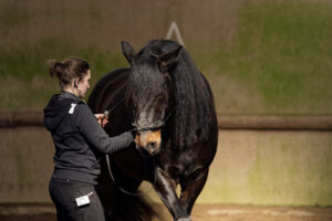 Pferdegesundheit-Nord Training 01