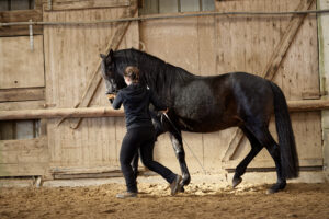 Pferdegesundheit-Nord Training 02