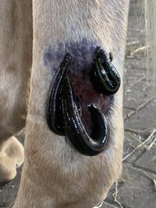 Pferdegesundheit-Nord Blutegel 02